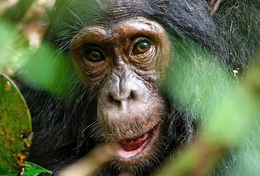5 Days Uganda Gorilla and Chimpanzee Habituation Experience
