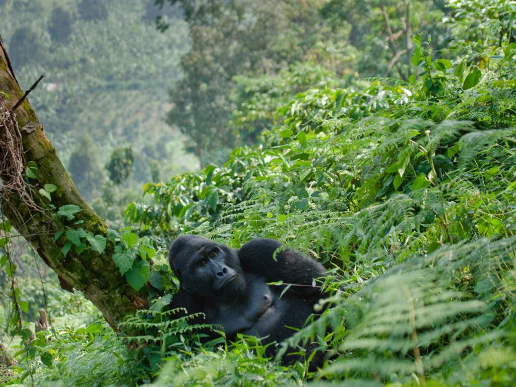 7 Days Uganda Rwanda Wildlife & Primate safari