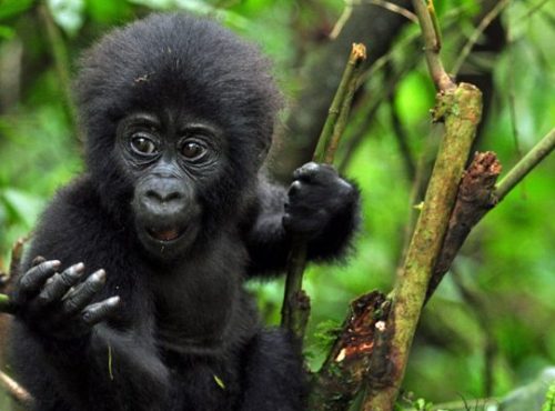gorilla-trekking-uganda
